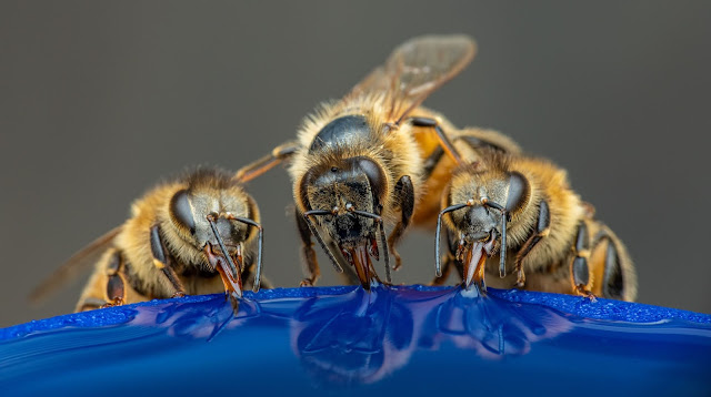 abejas bebiendo