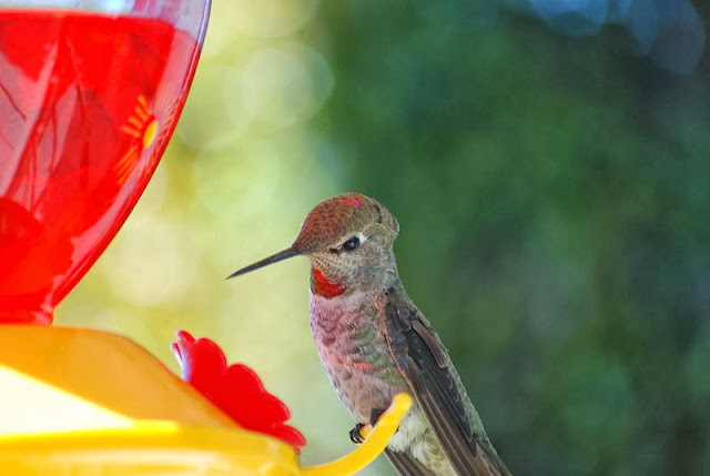 Hummingbird in playful mood