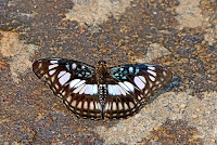 Athyma ranga