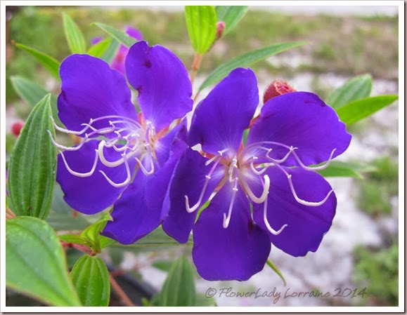 02-15-tibouchina 02-15-tibouchina