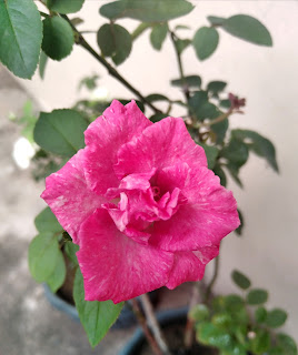 "Pink rose @ simplymarrimye.com"