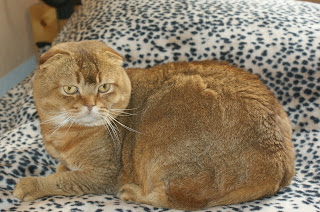 Scottish Fold Cat