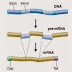 Kromosom,Gen,dan DNA Bagian 3 : Sintesis Protein