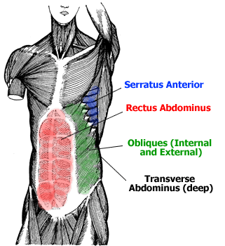 The names of the muscles in bodybuilding and place of every muscle in the human body ~ Health ...