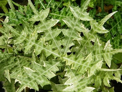 LI NA HERBS: JERUJU PUTIH (SEA HOLLY)