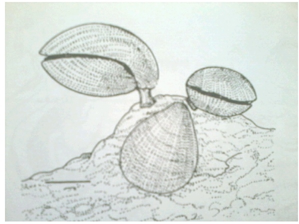 Brachiopoda Yang Melekat Pada Substrat Keras (Davis,1986)