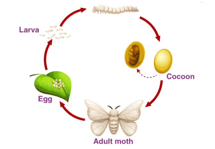 Life cycle of silkworm