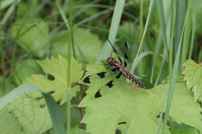 female common whitetail dragonfly?