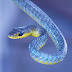 Interesting Facts about Snakes