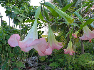 Brugmansia sp. - Trompette des anges - Trompette du jugement dernier