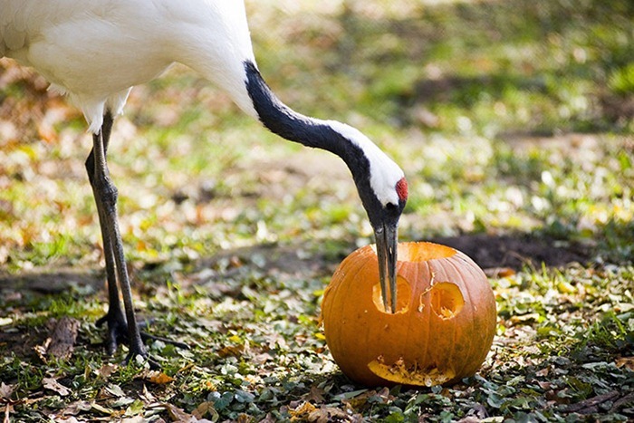 enjoying-a-pumpkin-A-red--011