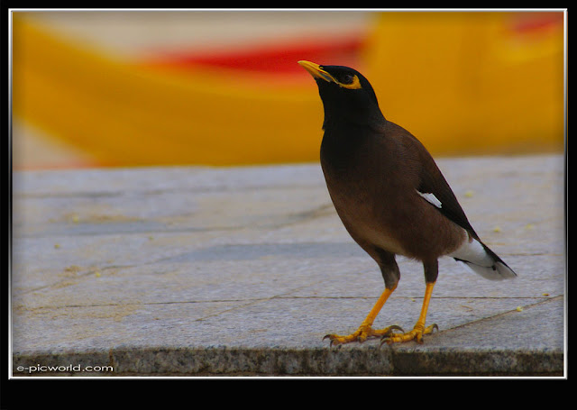 burung tiong gembala kerbau picture