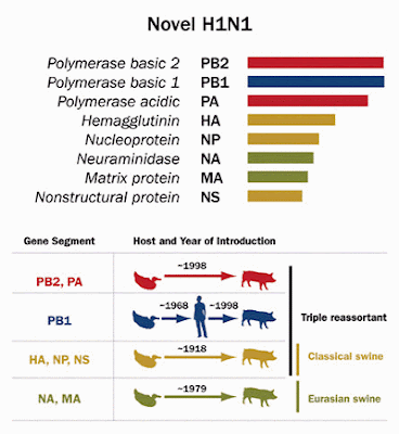 Vir H1N1 prasečí chřipky kombinuje novým způsobem části několika různých virů obíhajících dlouho mezi prasaty a lidmi