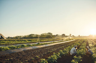 Organic Agriculture