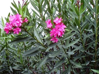 Adelfa ( Nerium oleander).