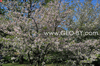 Minsk. Sendai Public Garden.
Sakura blossom. Hanami