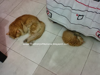 anak kucing jantan dan pejantan