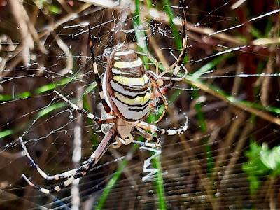 ragno vespa,argiope,ragno tigre, ragno delle more,aracnidi, ottozampe, opistosoma,campagna toscana,invertebrati,ragnatela,stabilimentum, A casa di Anna blog, annapisapia.blogspot.it