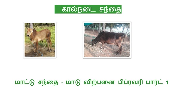 மாட்டு சந்தை - மாடு விற்பனை பிப்ரவரி பார்ட் 1