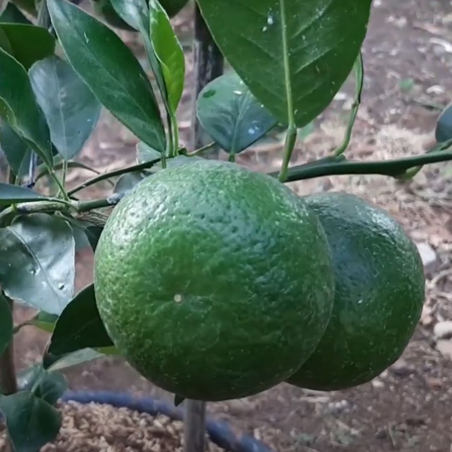 bibit jeruk santang madu cepat berbuah terlaris menerima grosir Jawa Timur