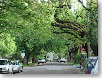 Sacramento Tree Foundation