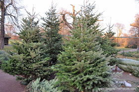 Christmas Trees