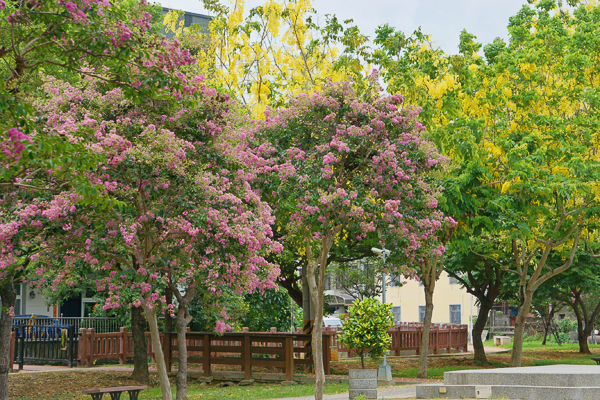 台中大雅大榮公園小花紫薇和阿勃勒黃金雨齊開爭艷，休閒好去處