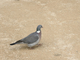 Pigeon ramier - Palombe - Columba palumbus