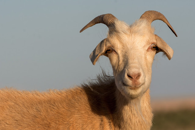 Capra bianca per Obatala