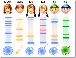 Multiple Choice Quiz On Dna Fingerprinting Or Dna Profiling