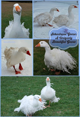 Sebastopol geese | curly feathers