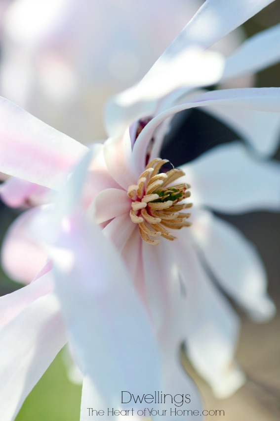 Bright white and pink Star Magnolia