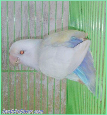 mengenal love bird pale fallow