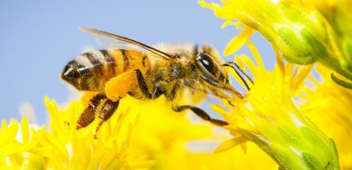 Ini 10 Fakta Menarik Tentang Lebah  Madu Yang Harus Kamu 