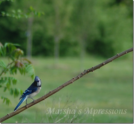 blue jay copy