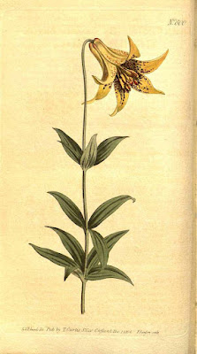 Лилия канадская (Lilium canadense)