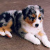 Australian Shepherd Puppy Pictures