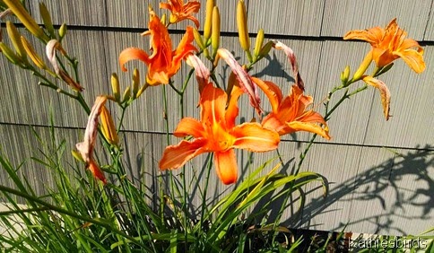 7-14-14 Daylilies
