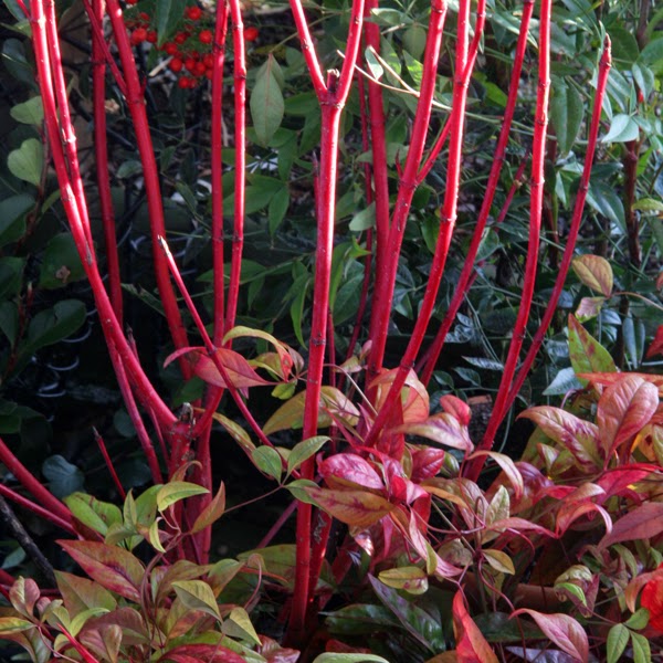 Cornus alba Sibirica