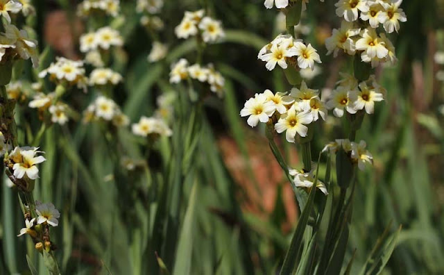 Sisyrinchium Striatum Flowers Pictures