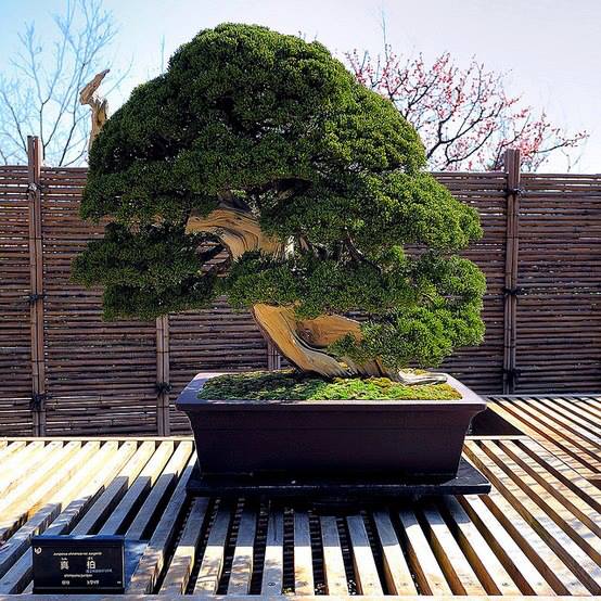 250 years old Beautiful Bonsai Tree