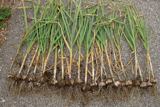 Garlic Harvest