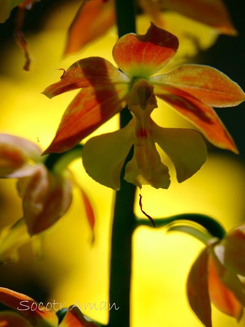 Calanthe discolor