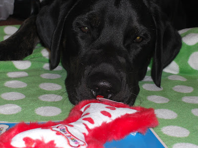 Picture of Rudy in a down, with his face right at the Valentine's stuffie