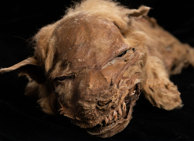 В Канаде обнаружен мумифицированный волчонок возрастом 57 000 лет