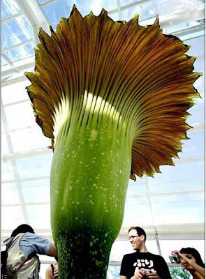  屍花 寄生植物 - 世界上最大型花種屍花 寄生植物