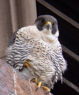 Adult female on ledge. Photo: Jon Salloway