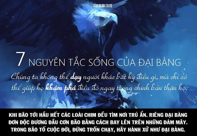 bài học từ đại bàng