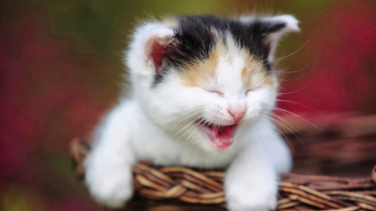 Gambar Kucing Lucu Yang Bergerak Medsos Kini