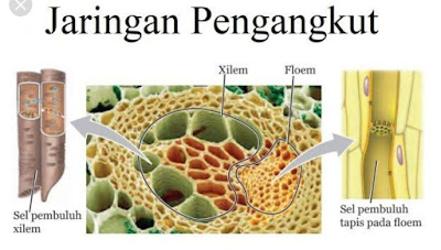 Jaringan pengangkut (vaskuler)